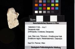 Foto (Objket + Etiketten) von Decapoda indet. 